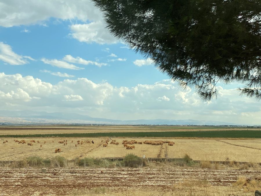 Felder und Schafe im Bekaa-Tal