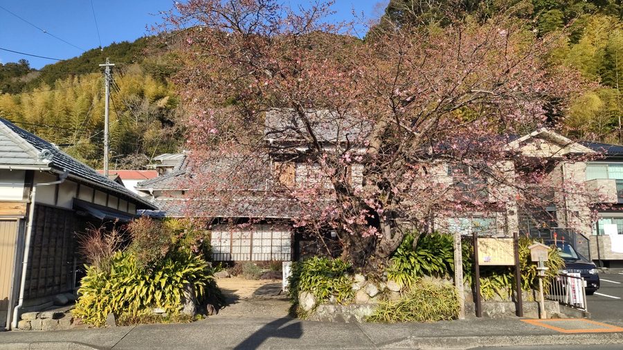 Früh blühender Kawazu-Kirschbaum in Kawazu, Shizuoka