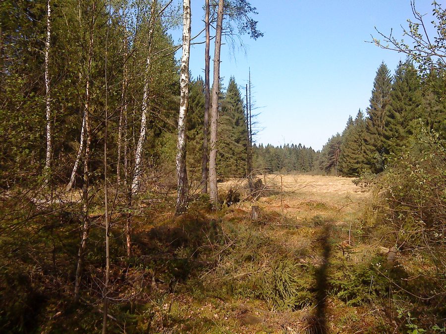 Naturschutzgebiet Wiesbüttmoor zwischen Wiesen und Flörsbachtal in Hessen