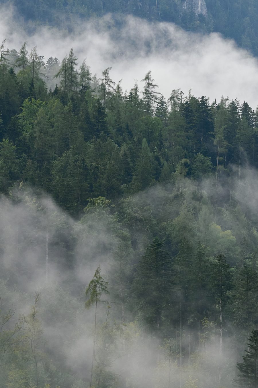Bäume im Nebel am Achberg im Saalachtal bei Unken