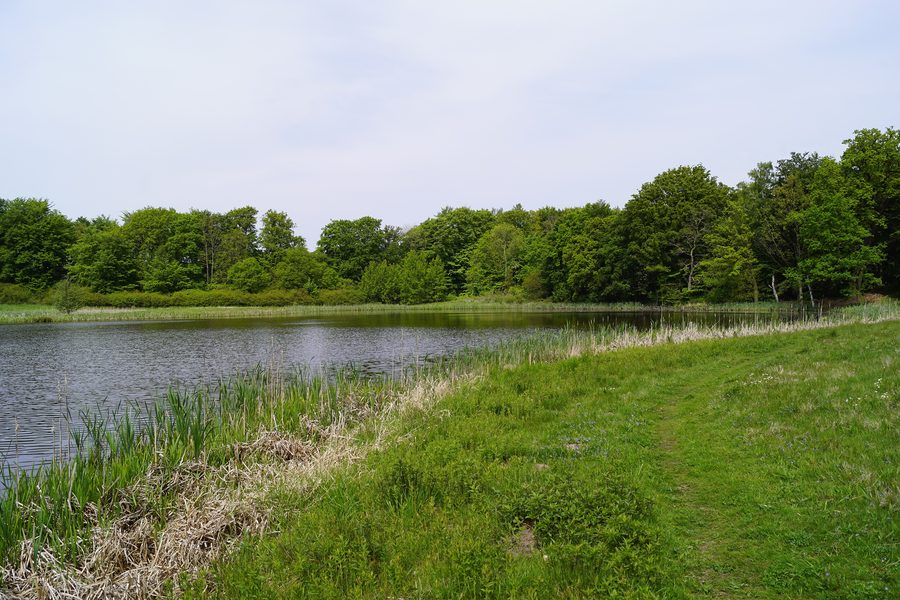 Hammersmølle Skov am Bøgeholm Sø bei Hellebæk