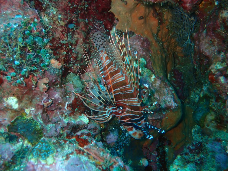 Rotfeuerfisch im Meer vor Sabang in Puerto Galera auf Oriental Mindoro
