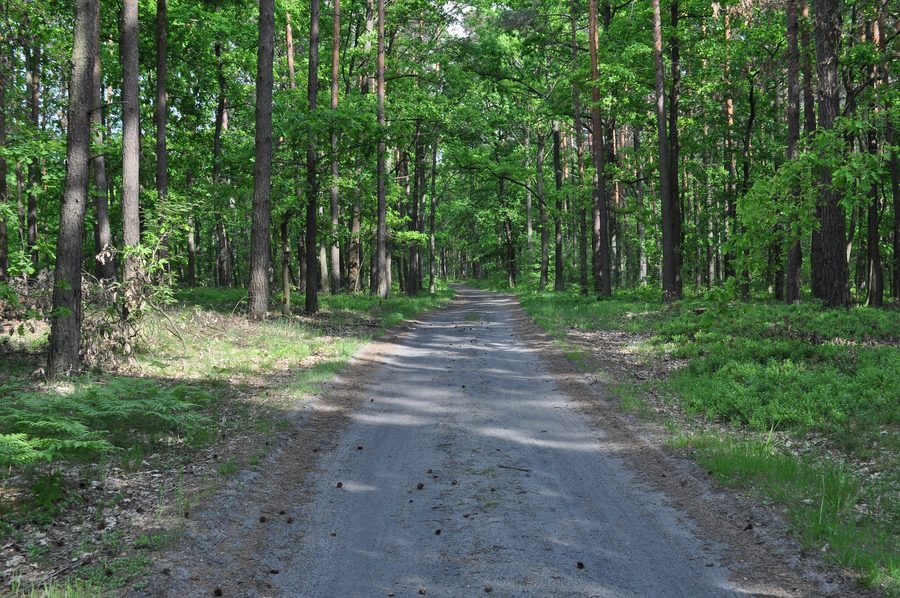 Waldlandschaft in der Sandomierz-Heide bei Mielec