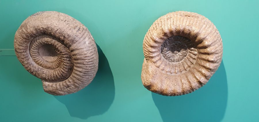 Ammoniten aus dem Urweltmuseum Aalen