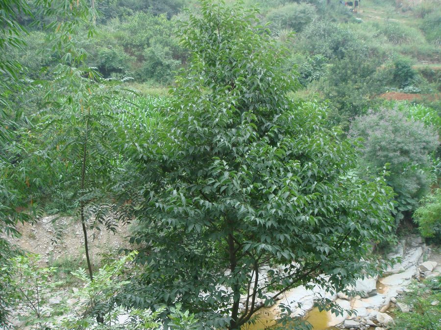 Landscape in Dianjun, Yichang, Hubei, China