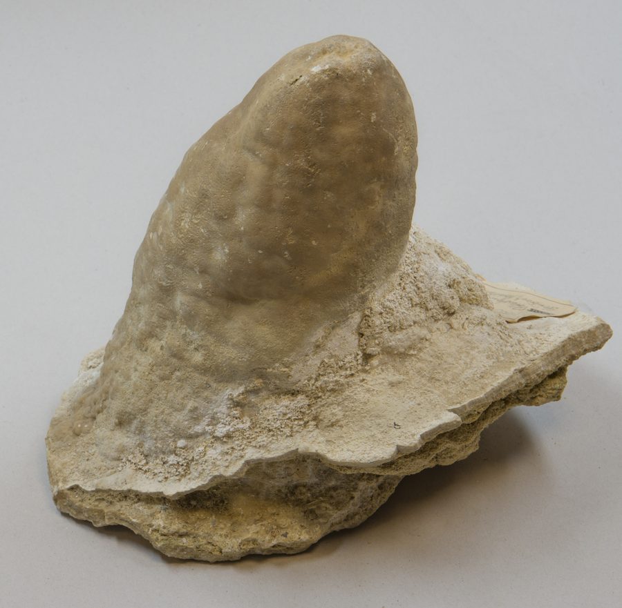 Stalagmit aus einem Kalksteinbruch bei Pottenstein in der Fränkischen Schweiz
