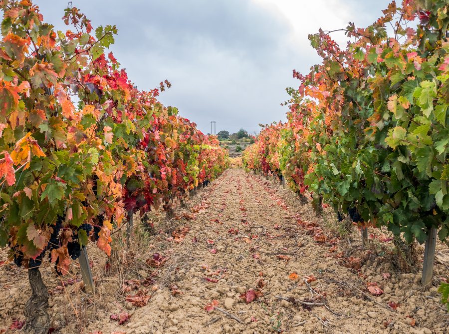 Vineyard near Laguardia in Rioja Alavesa, Basque Country, Spain