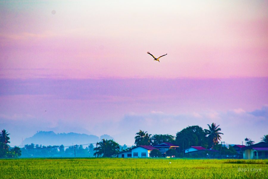 Reisfeldlandschaft in Kuala Kedah mit Kranich am Morgenhimmel