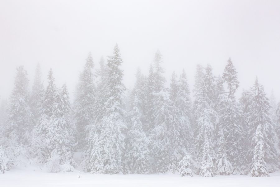 Snow-covered pine trees in winter fog in Vassfaret, Flå, Norway