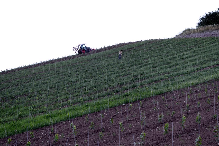 Aarbechten am Wéngert um Käpbierg zu Rëmerschen.
