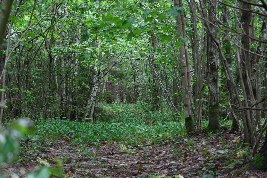 Viidumäe Nature Reserve in Saaremaa, Estonia