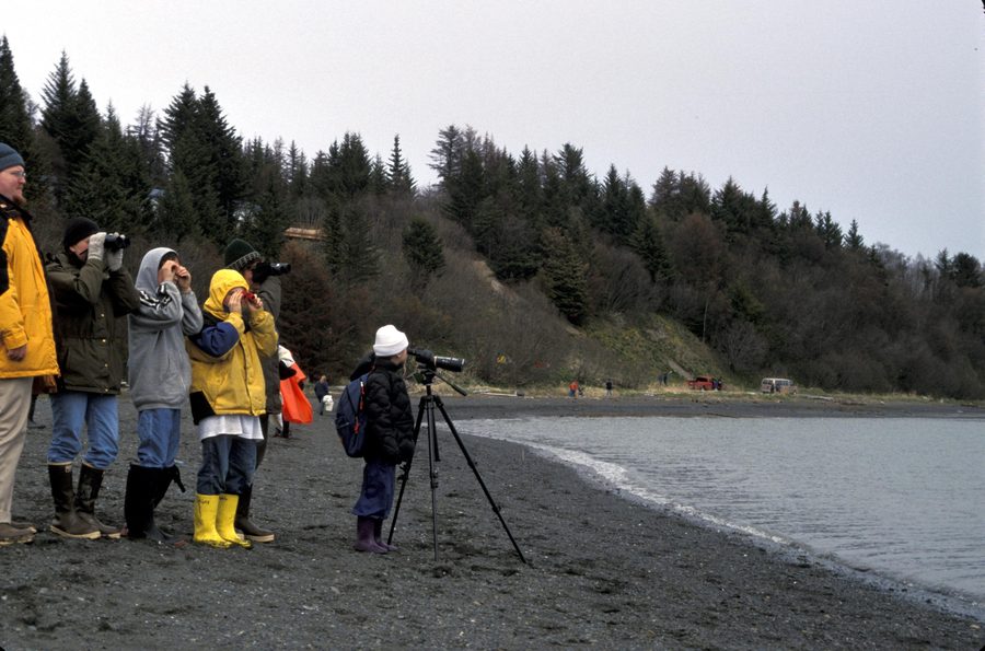 Schüler beobachten Küstenvögel beim Kachemak Bay Shorebird Festival in Homer