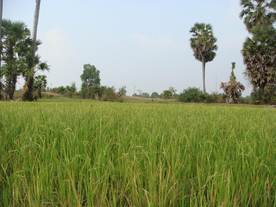 Reisfelder in Kampong Thom