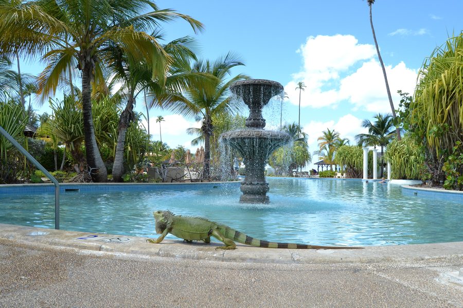 Landschaft in Zarzal, Río Grande, Puerto Rico