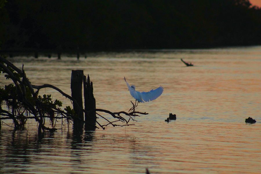 Schneereiher im Flug bei Sonnenaufgang in der Florida Bay