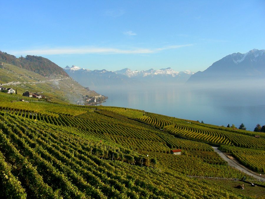Weinberge von Lavaux bei Cully und Riex oberhalb des Genfersees, dahinter Alpen.