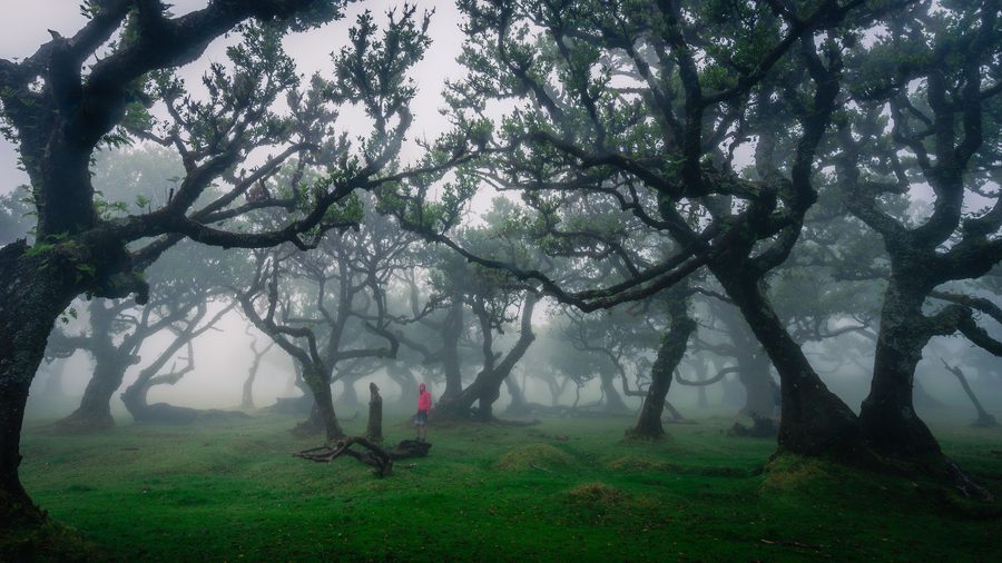 Dichter Laurissilva-Wald im Fanal auf Madeira