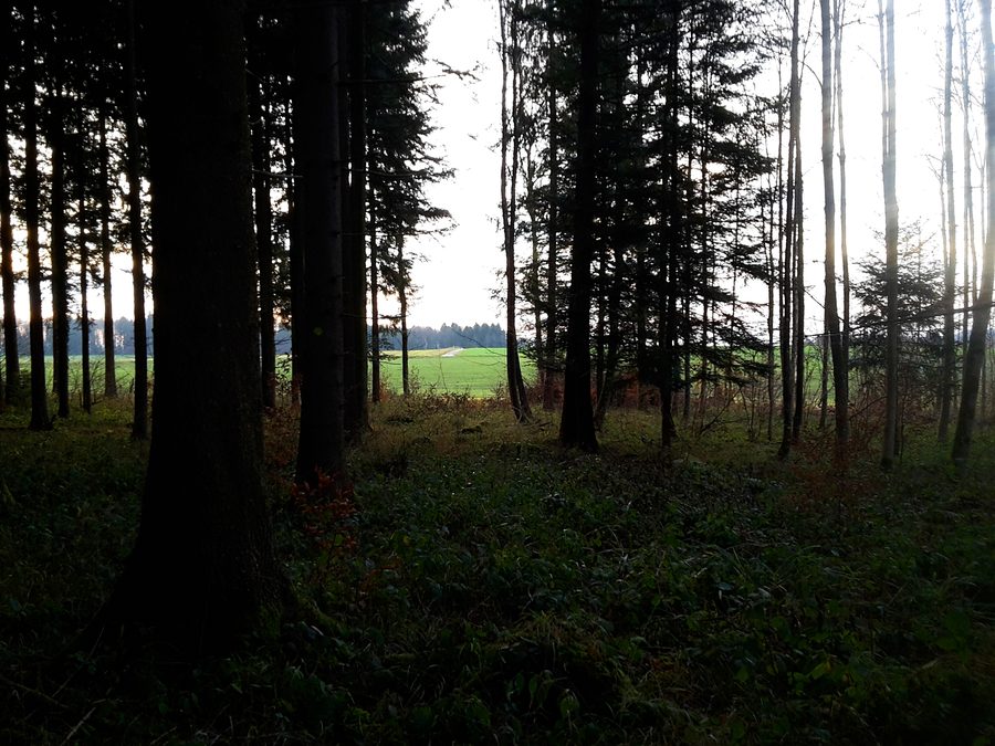 Blick vom Waldgebiet Hauzopf auf die Grossmatt in Rudolfstetten-Friedlisberg