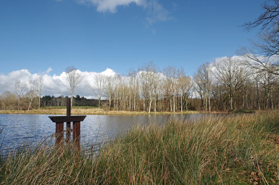 Teich in der Sologne bei Chaumont-sur-Tharonne im Département Loir-et-Cher