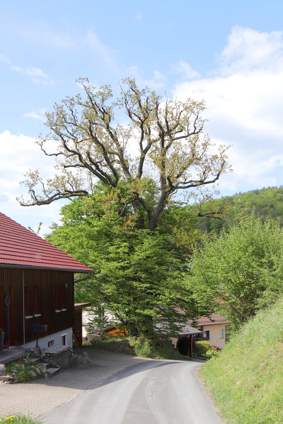 Zwei Traubeneichen bei Sommerkahl im Naturpark Bayerischer Spessart