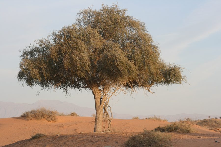 Wüstenlandschaft im Emirat Ras Al Khaimah
