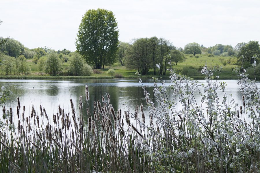 Großer Weidenteich mit Schilfgürtel im Naturschutzgebiet