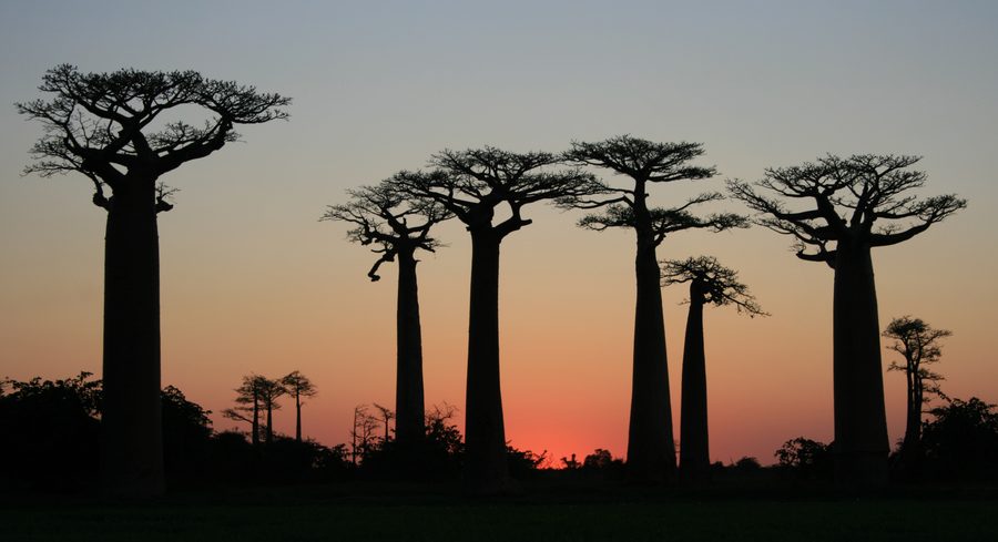 Baobabs an der Avenue of the Baobabs in Madagaskar