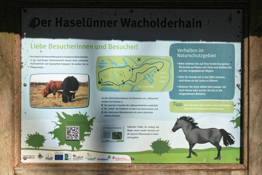 Der Haselünner Wacholderhain mit Wacholdersträuchern und Heidevegetation
