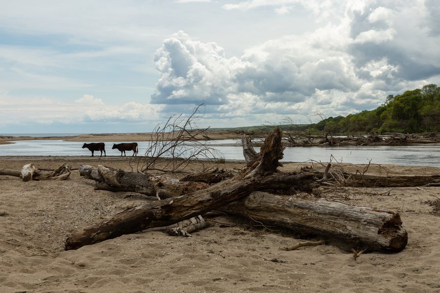 Küstenlandschaft an der Iğneada-Auenlandschaft mit umgestürzten Bäumen und Kühen am Ufer eines zum Schwarzen Meer führenden Gewässers