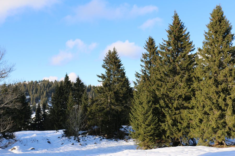 Ruhige Jura-Landschaft