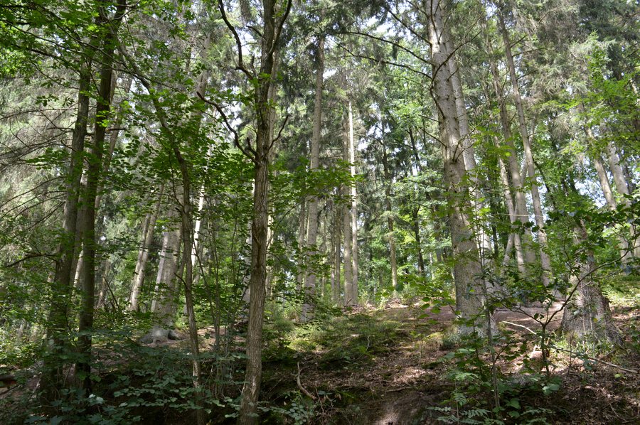 Landschaftsschutzgebiet Solling – Lunau-Tal bei Hardegsen - Lunau-Wald (1)