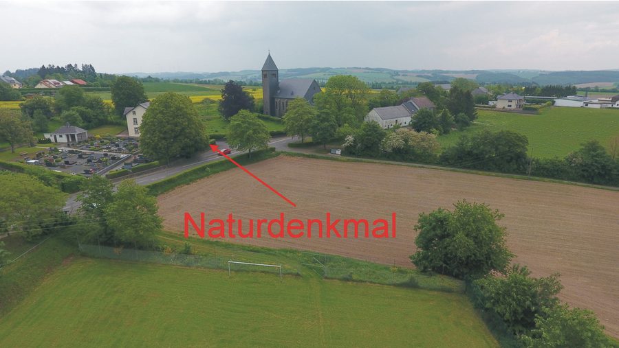 Linde auf dem Friedhof in Olmscheid