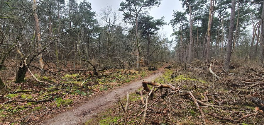 Wald am Rand der Loonse en Drunense Duinen bei Giersbergen