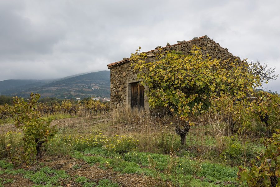 Steinernes Mazet in den Weinbergen der AOC Saint-Chinian bei Cessenon-sur-Orb