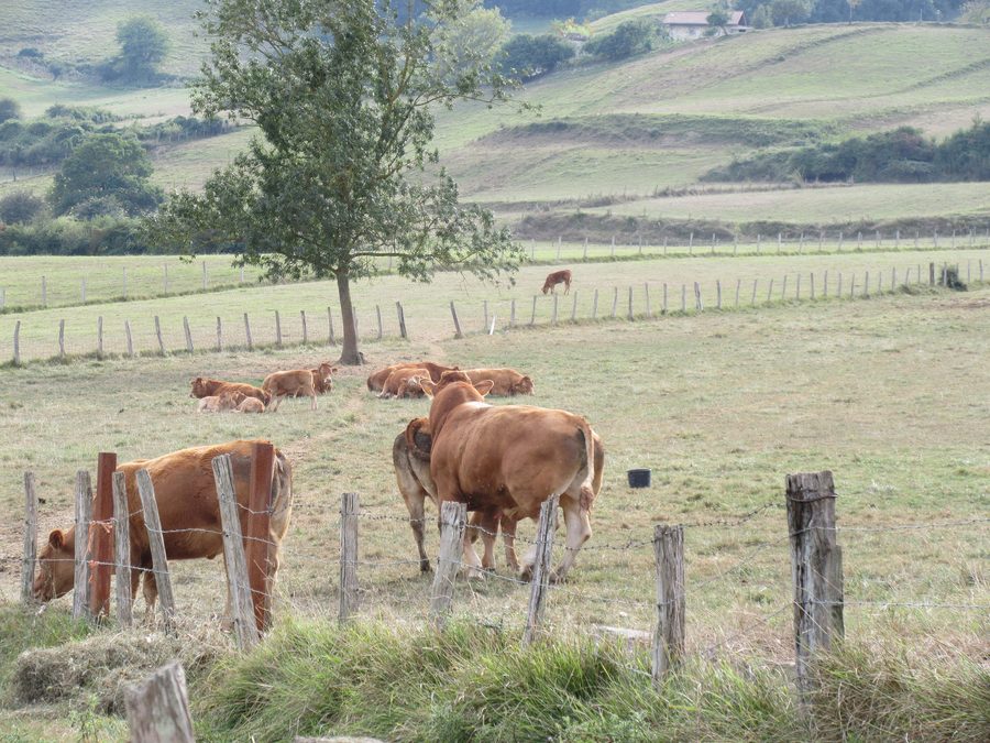 Rinder auf einer Weide in Amurrio, Álava