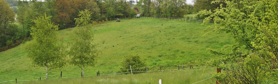 Magerwiese im Naturschutzgebiet Magerwiese bei Hohenhain