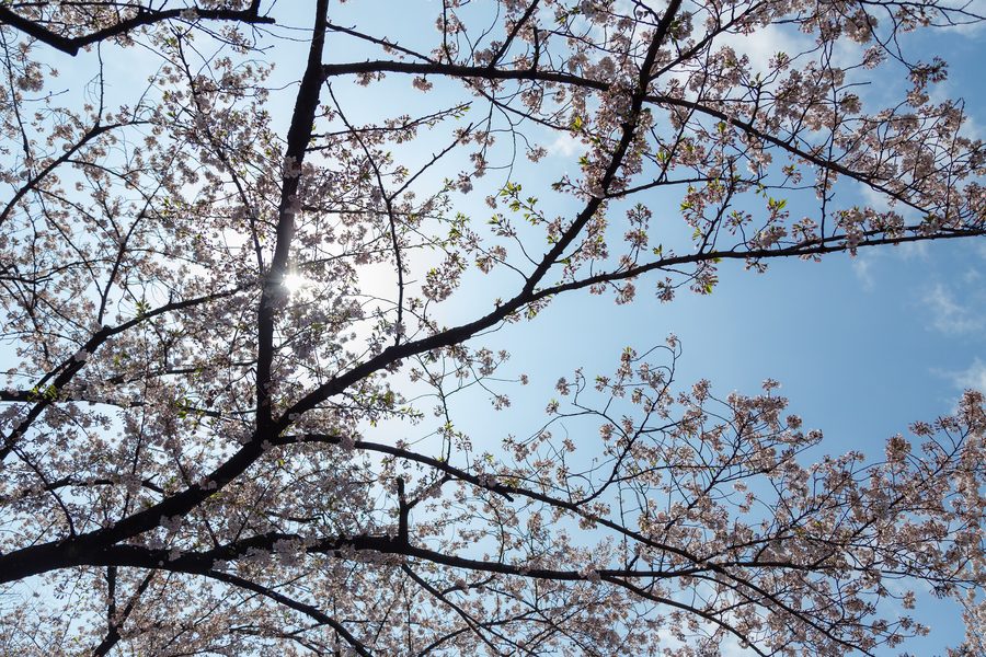 Ueno Park in Tokio