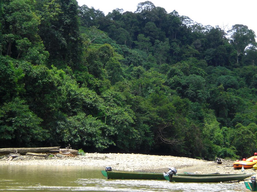 Wald- und Flusslandschaft in Brunei
