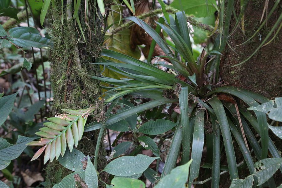 Bromelia im Nebelwald von Mindo in Pichincha.