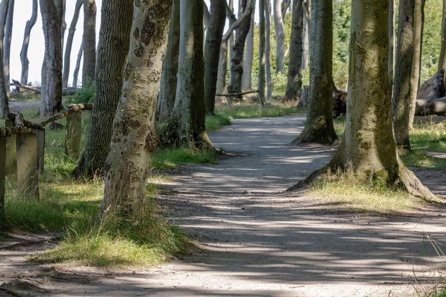 Gespensterwald bei Nienhagen an der Ostseeküste