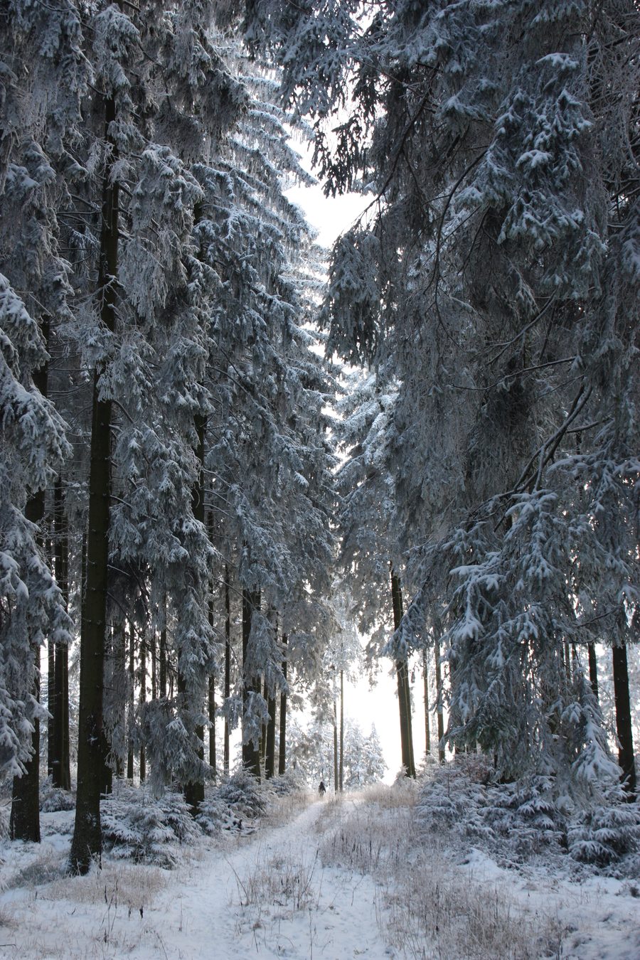 Verschneite Landschaft im Sauerland bei Meschede