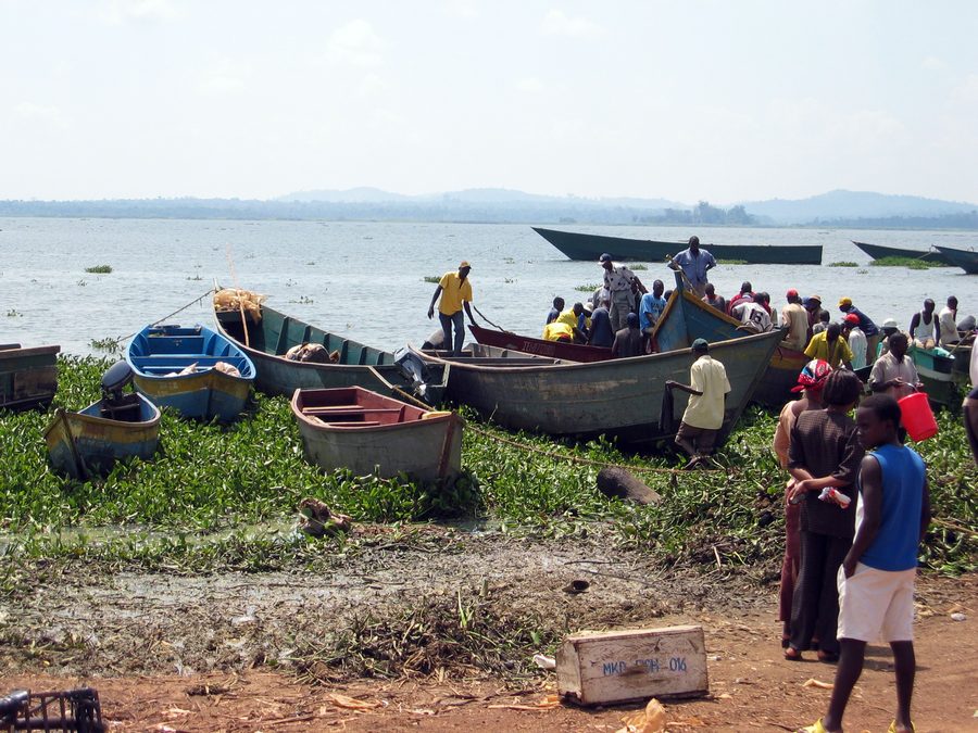 Fischerboote kehren am Ggaba Landing Site am Viktoriasee in Uganda zurück