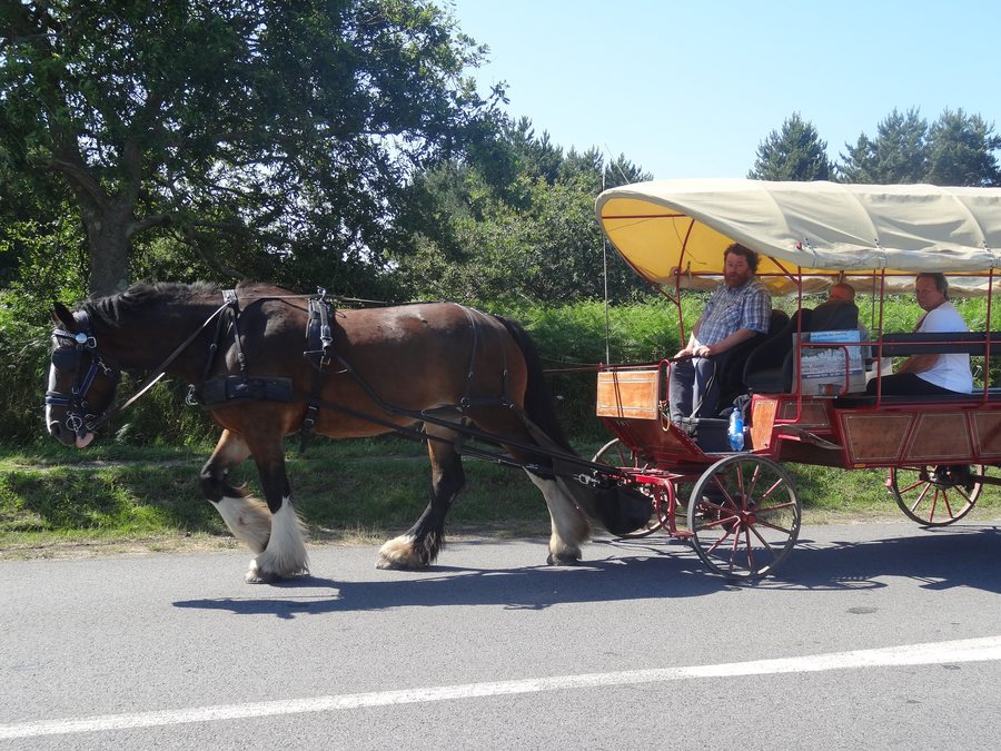 File:Horse-drawn wagon in Carnac - France.JPG