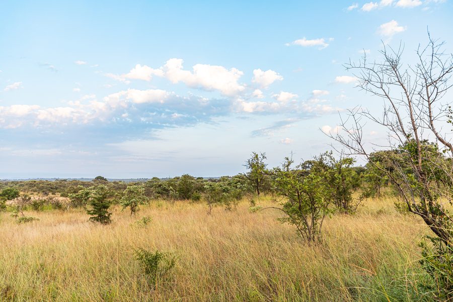 Landschaft im Kruger-Nationalpark