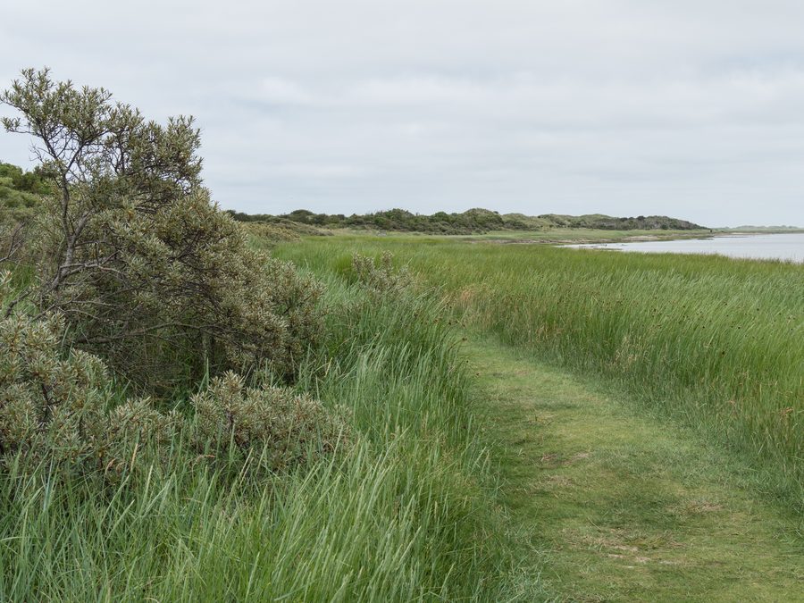 Natur- und Vogelschutzgebiet Het Oerd im Osten von Ameland