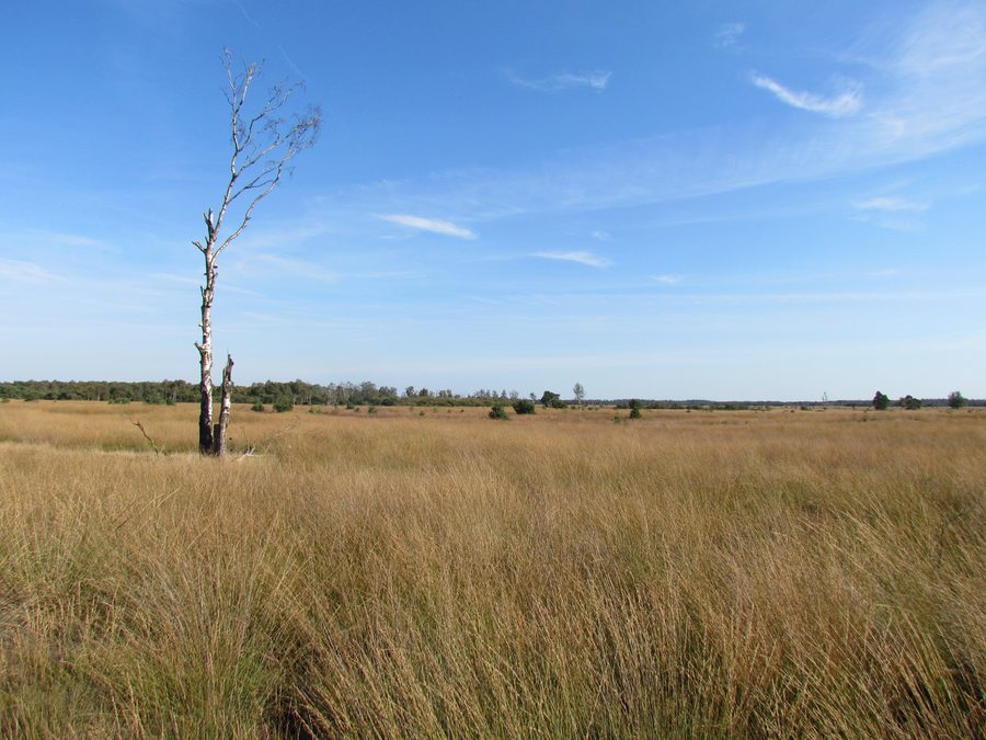 Landschap van de Strabrechtse Heide