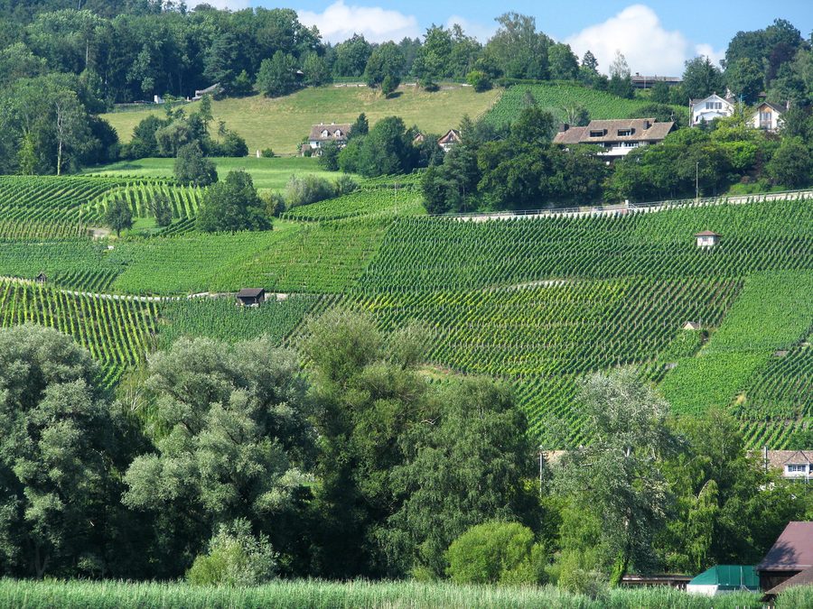 Zürichseeufer bei Männedorf mit Rebbergen und dem Pfannenstiel im Hintergrund