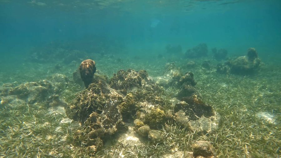 Coral reef near Roatán in the Bay Islands, Honduras.