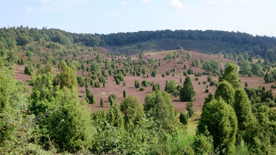 Blick über das Heidetal Totengrund bei Wilsede