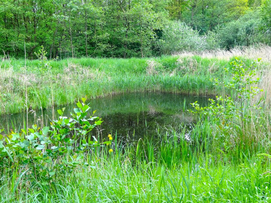 Meertje in het Voorsterbos bij Kraggenburg